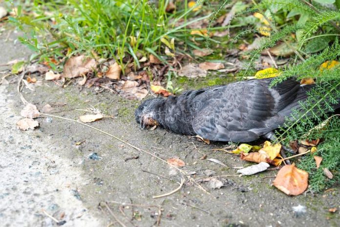 dead-bird-pigeon-lying-ground-grass-death-birds-anthropogenic-environment-dead-bird-pigeon-lying-177078238
