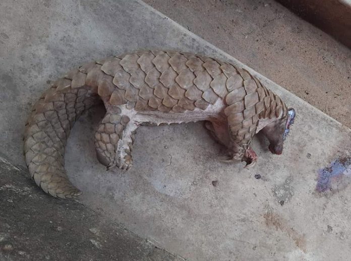 150011923_2348475501965366_4789773860837148617_o