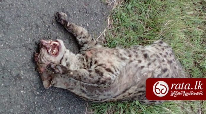 fishing cat death southern highway galanigama dodangoda