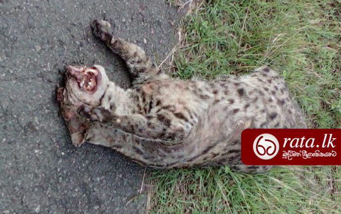fishing cat death southern highway galanigama dodangoda