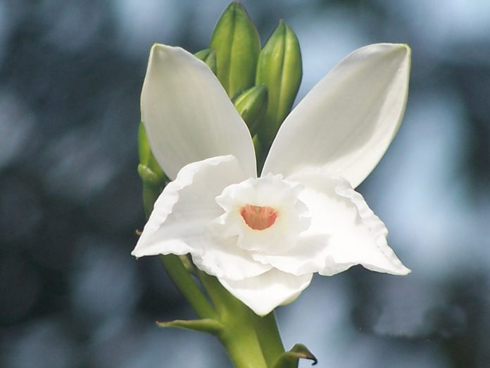 ආකාශ ලතා වෙබ්