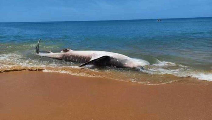 Rhincoclon Typus Whale Shark