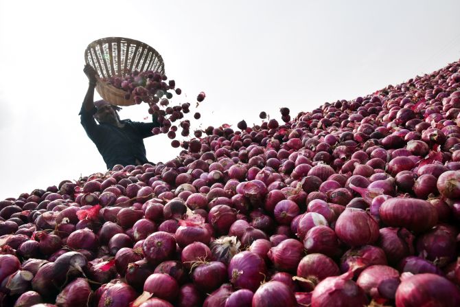 A farmer collects the harvested onions to transport them to a market