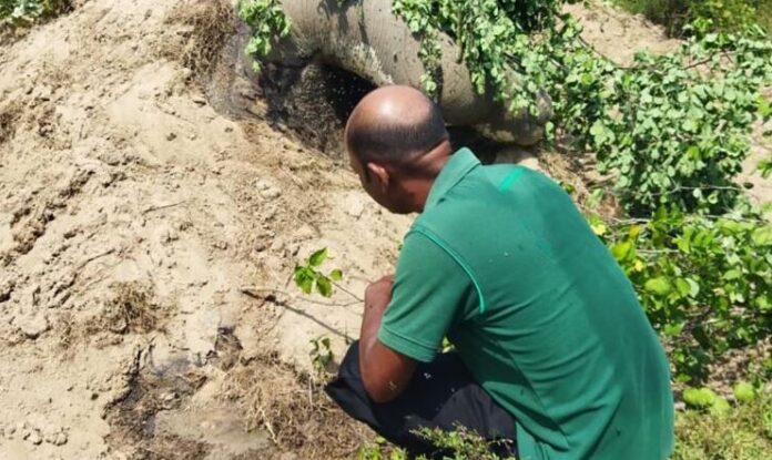 Elephant Kandakadu 1