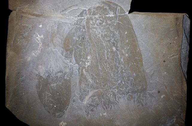 burgesso-medusa-clean