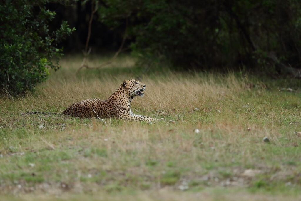 This image has an empty alt attribute; its file name is %E0%B6%9A%E0%B7%9C%E0%B6%A7%E0%B7%92%E0%B6%BA%E0%B7%8F-2-1024x683.jpg