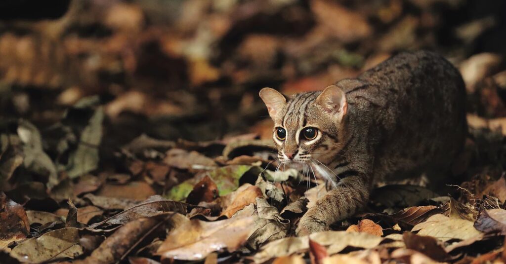 This image has an empty alt attribute; its file name is %E0%B6%9A%E0%B7%9C%E0%B7%85-%E0%B6%AF%E0%B7%92%E0%B7%80%E0%B7%92%E0%B6%BA%E0%B7%8F-3-1024x535.jpg