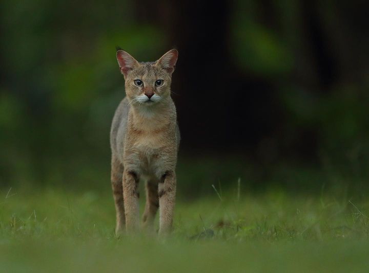 This image has an empty alt attribute; its file name is %E0%B7%80%E0%B6%BD%E0%B7%8A-%E0%B6%B6%E0%B7%85%E0%B6%BD%E0%B7%8F-2.jpg