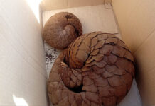 දැලක පැටලී සිටි කැබැල්ලෑ මවත් පැටවාත් බේරාගනී