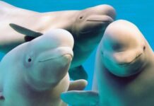 සතුන් වත්තට බරක් වූ, තල්මසුන් මරා දැමීමේ අවදානමක්