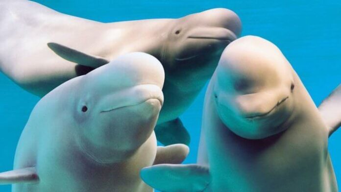 belugas-marineland-700x394